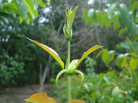 ¿Cómo se toma CATMAXX y cuál es la dosis recomendada?